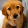 A golden retriever puppy looking up at the camera