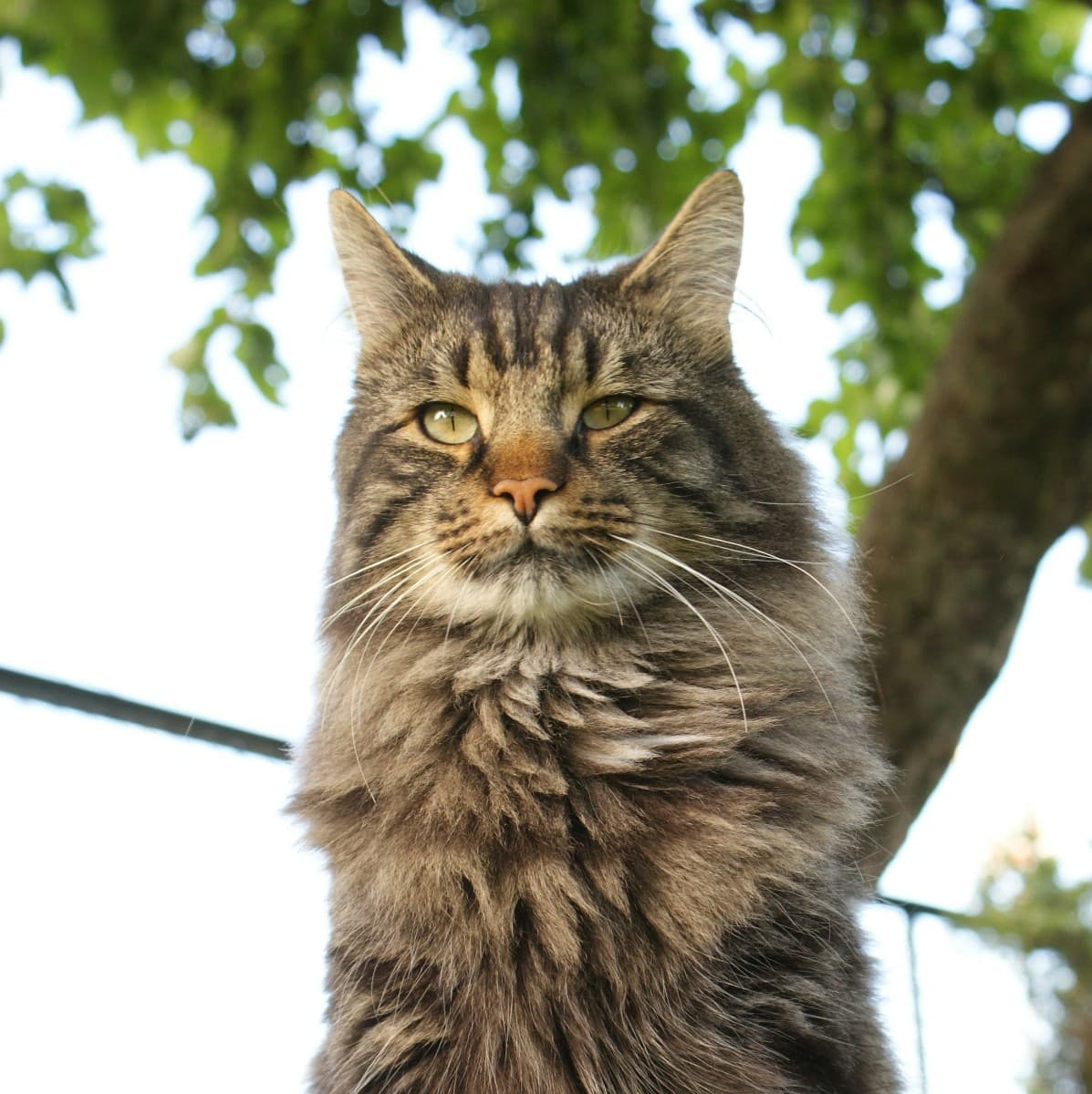 Maine Coon - Primary photo