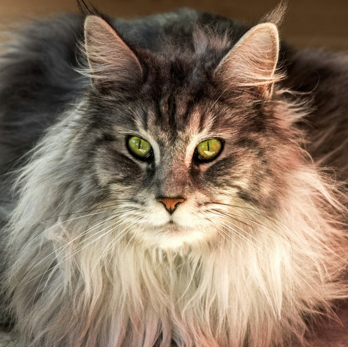 Maine Coon - Photo 2