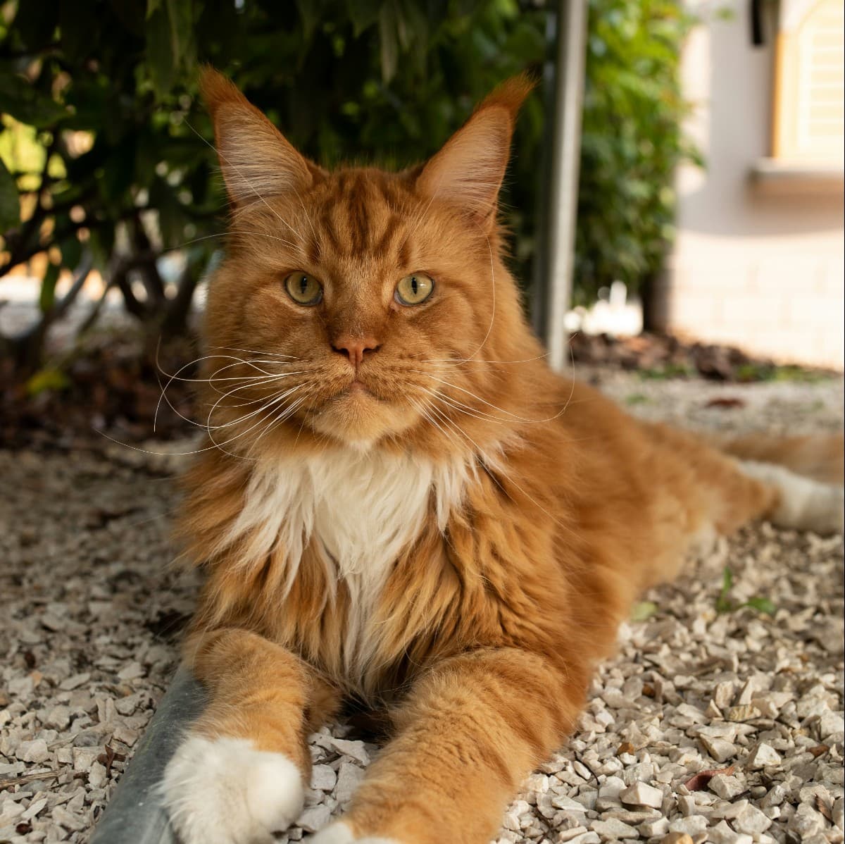 Maine Coon - Photo 3