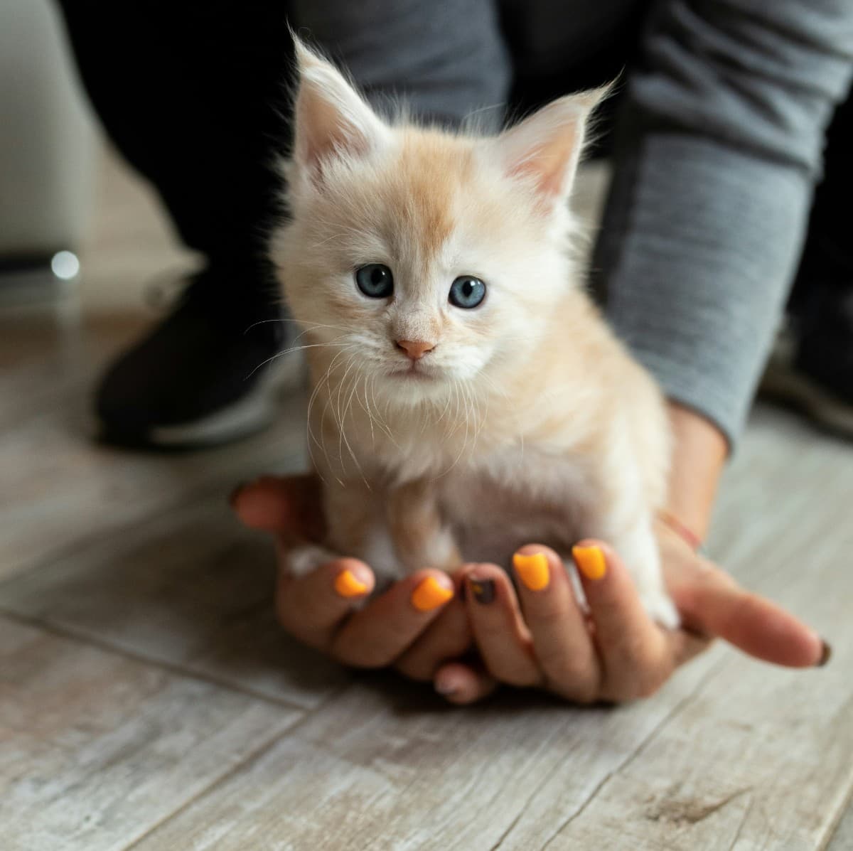 Maine Coon - Photo 4