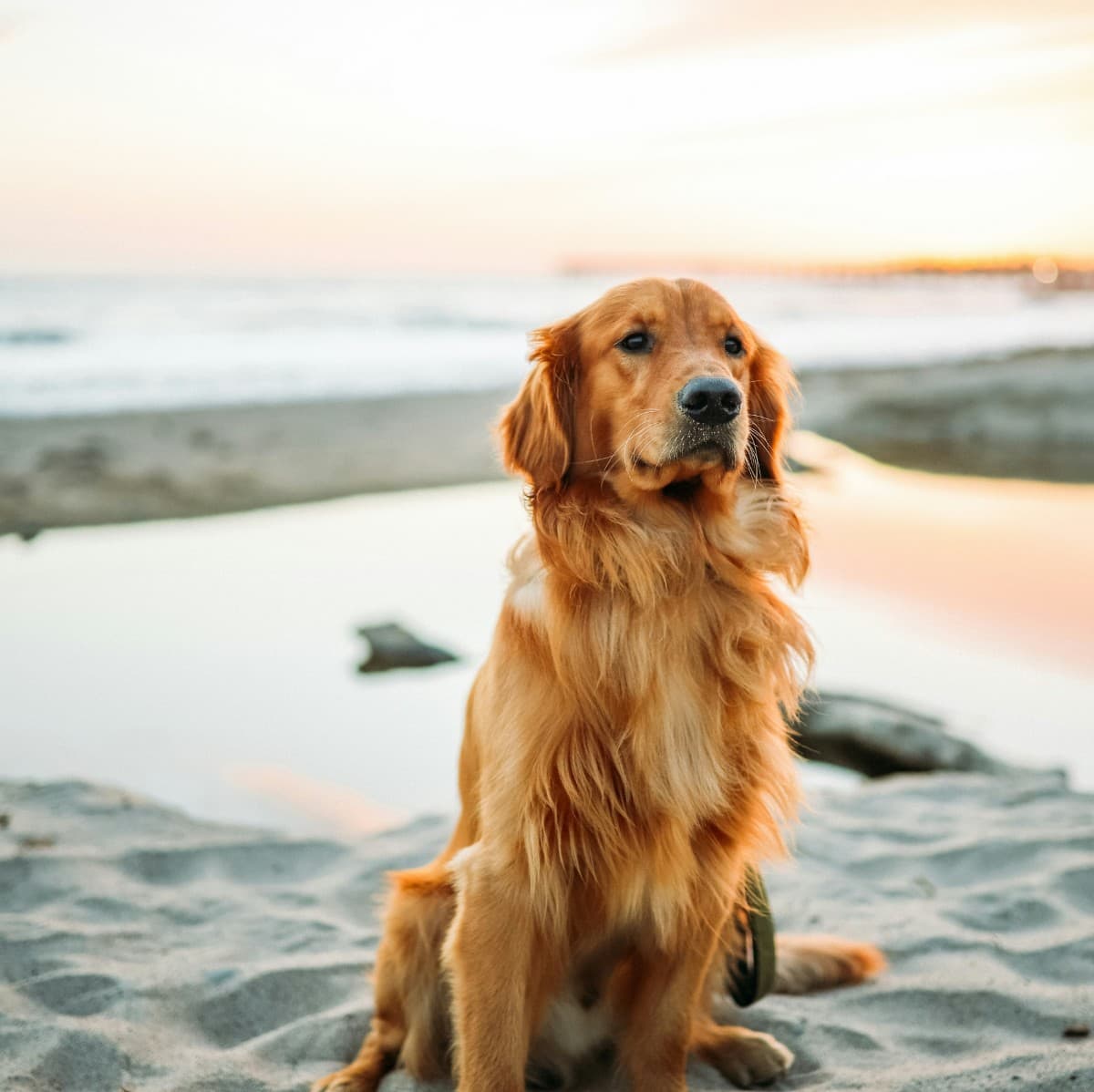 Golden Retriever - Primary photo