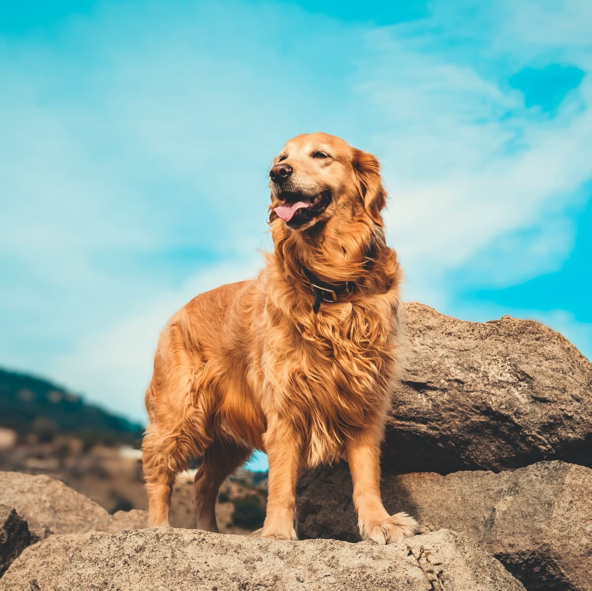 Golden Retriever - Photo 2