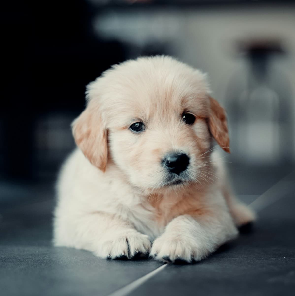 Golden Retriever - Photo 4