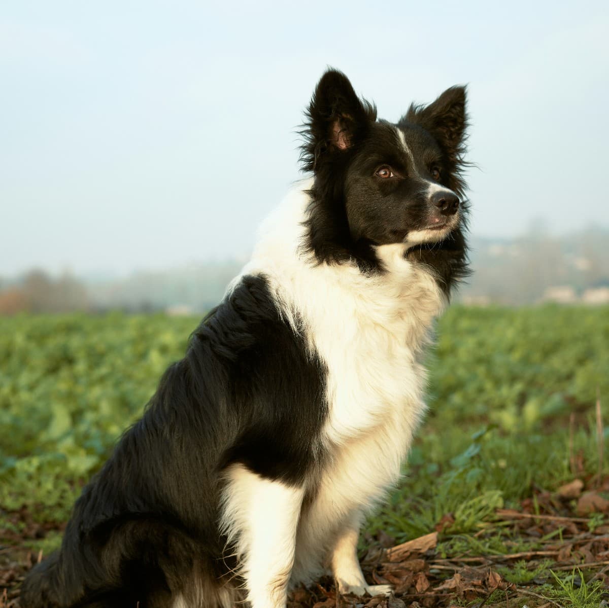 Border Collie