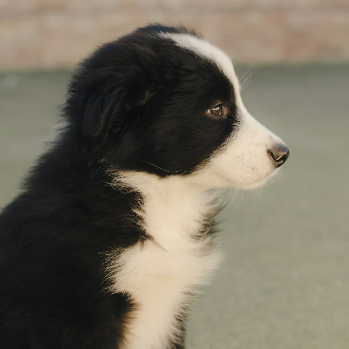 Border Collie - Photo 2