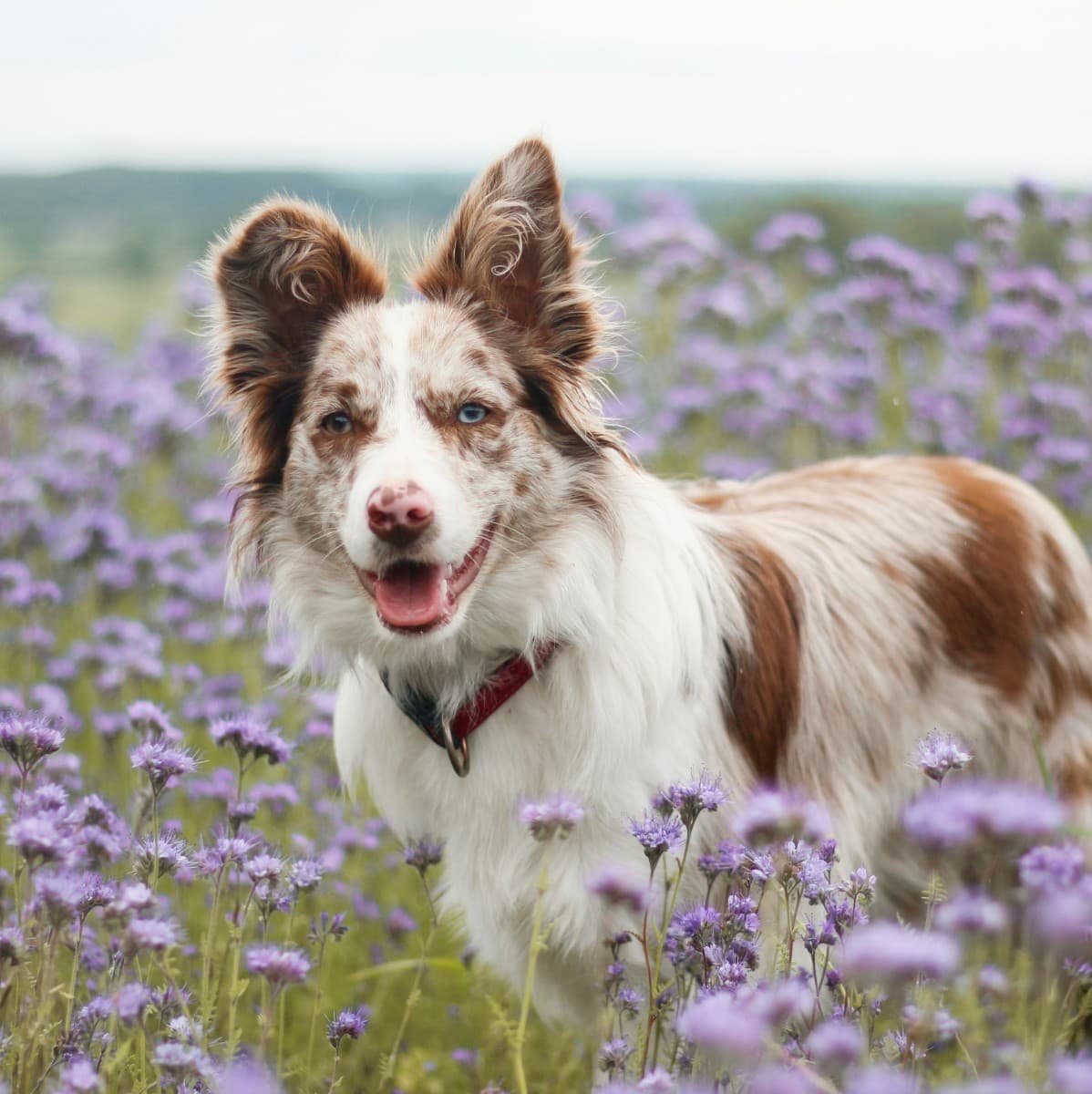 Border Collie - Photo 3