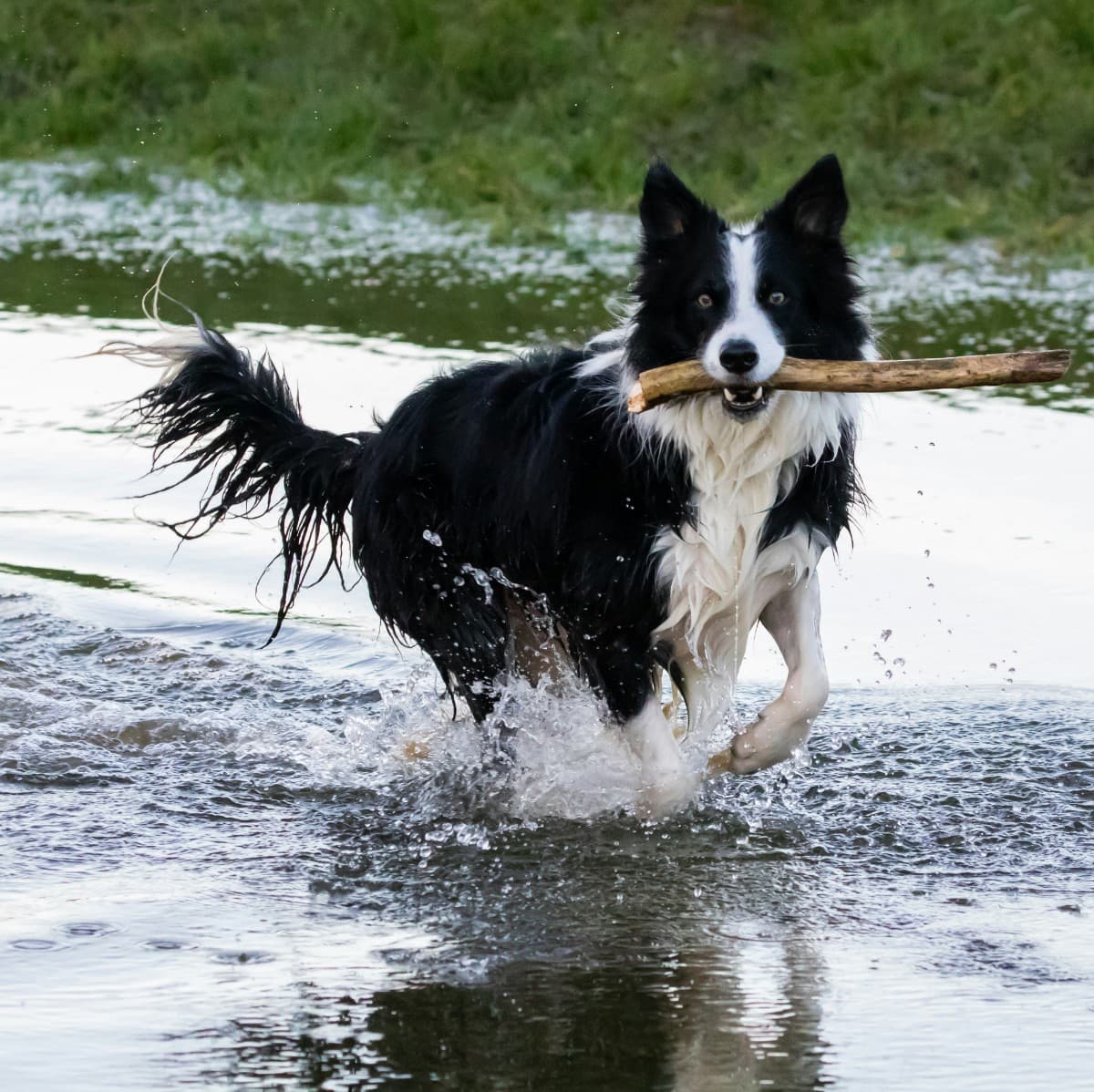 Border Collie - Photo 4