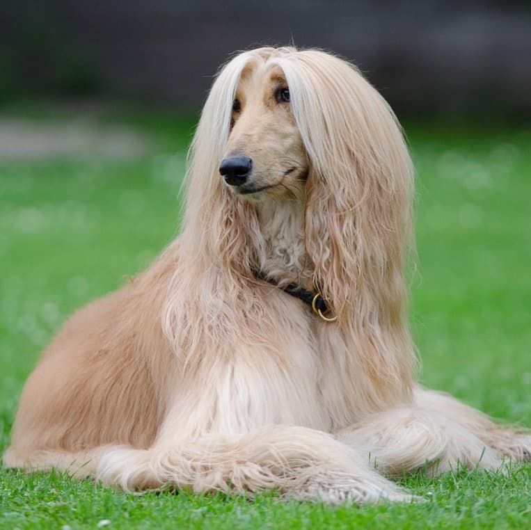 Afghan Hound