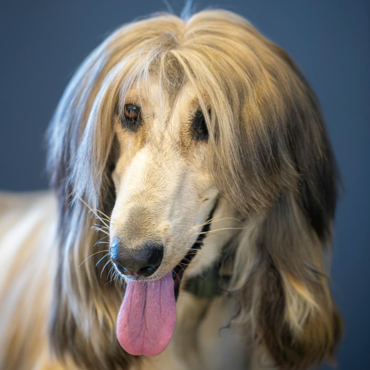 Afghan Hound - Photo 2