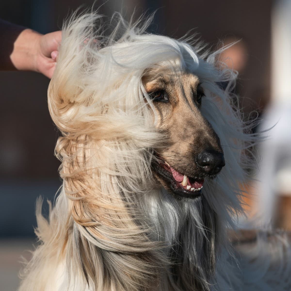 Afghan Hound - Photo 3