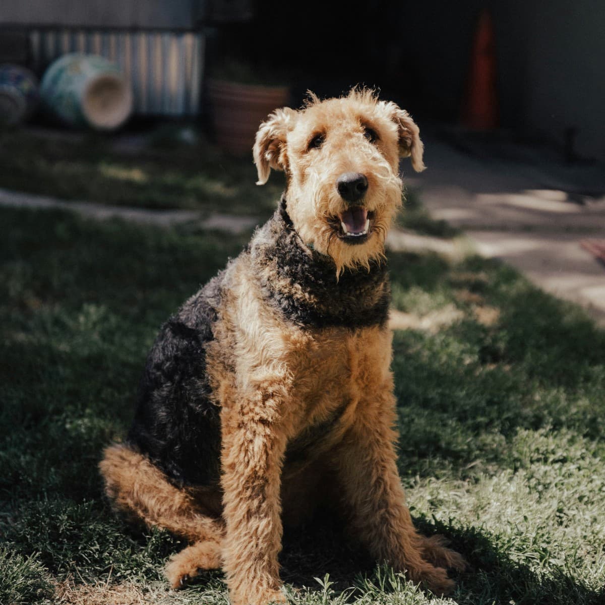 Airedale Terrier