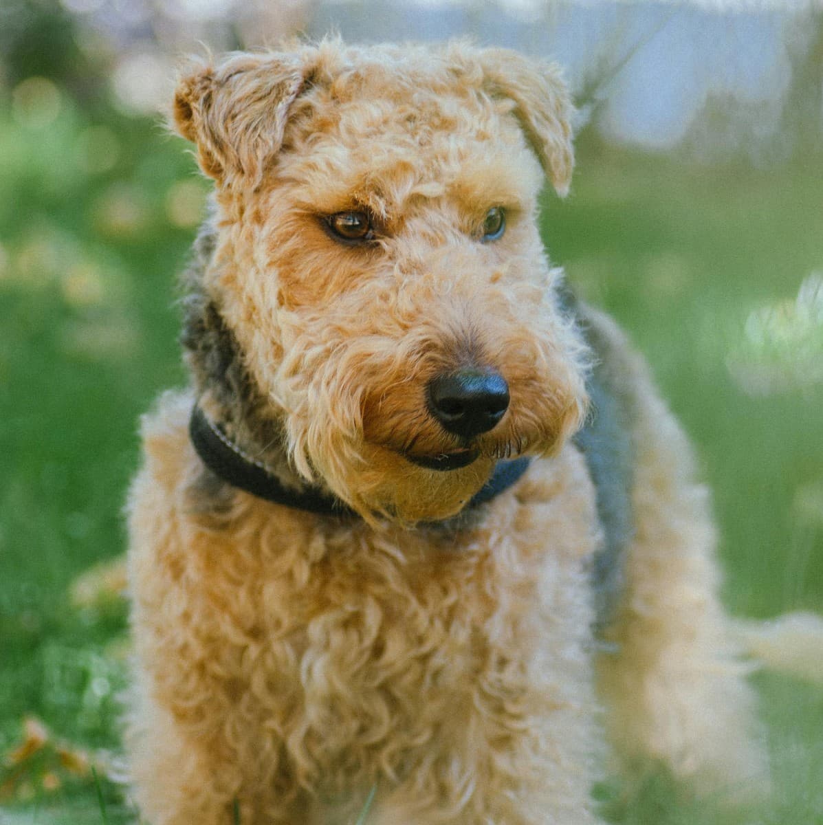 Airedale Terrier - Photo 2