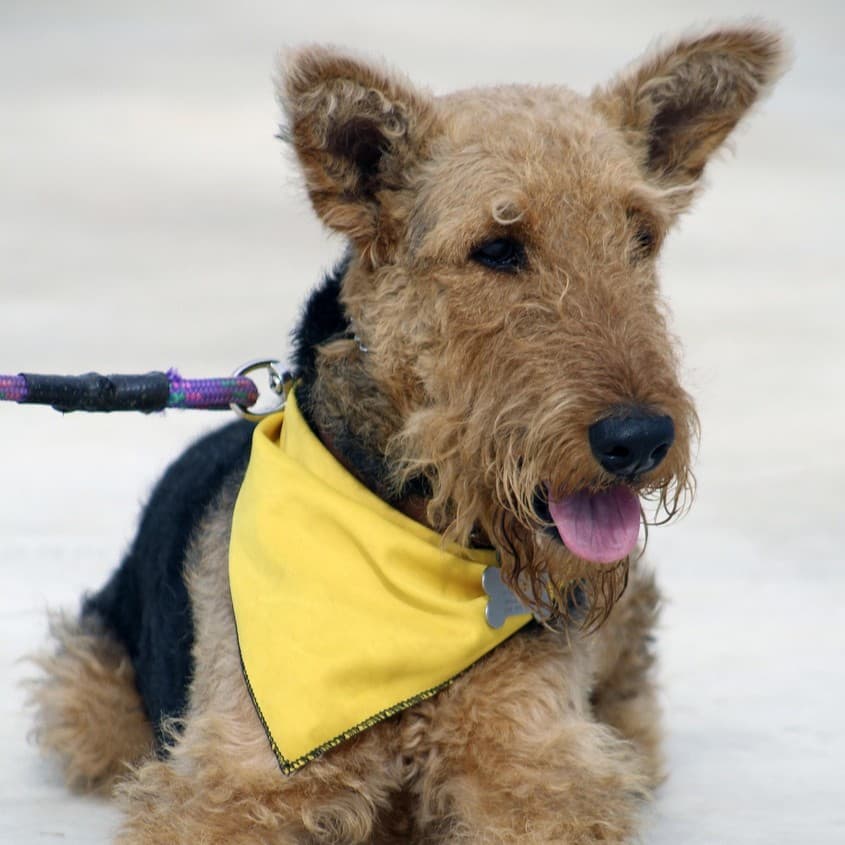 Airedale Terrier - Photo 3