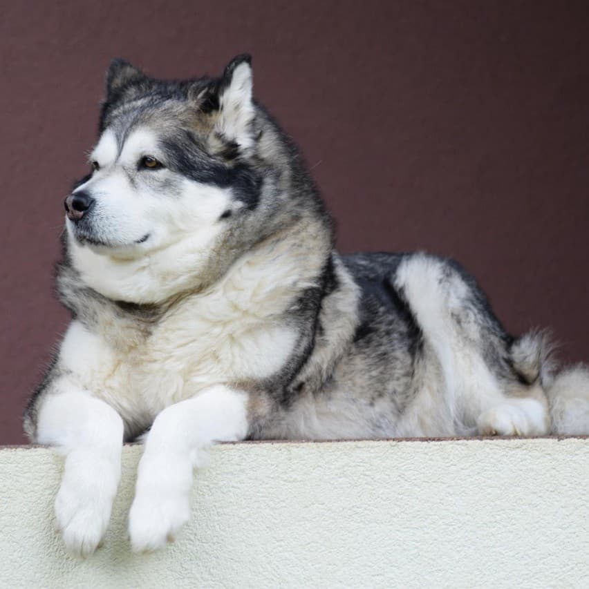 Alaskan Malamute - Photo 2
