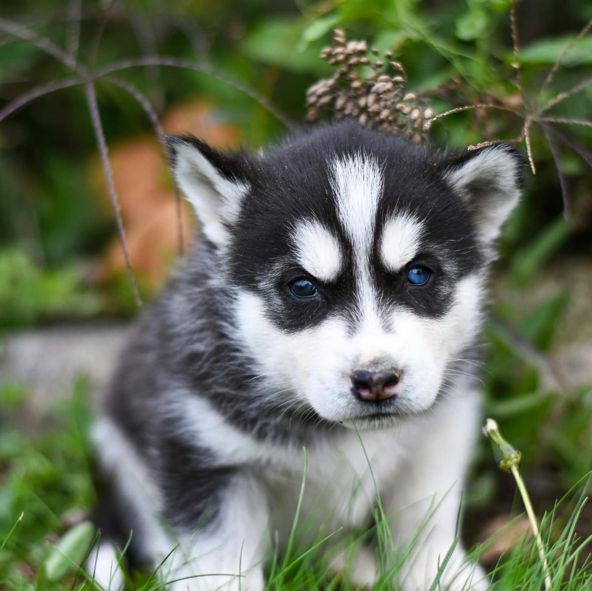 Alaskan Malamute - Photo 3