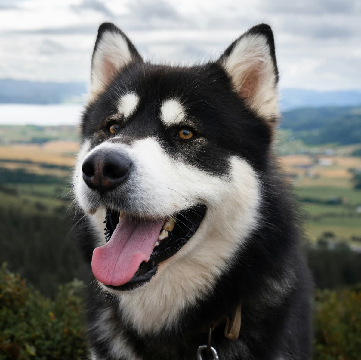 Alaskan Malamute - Photo 4