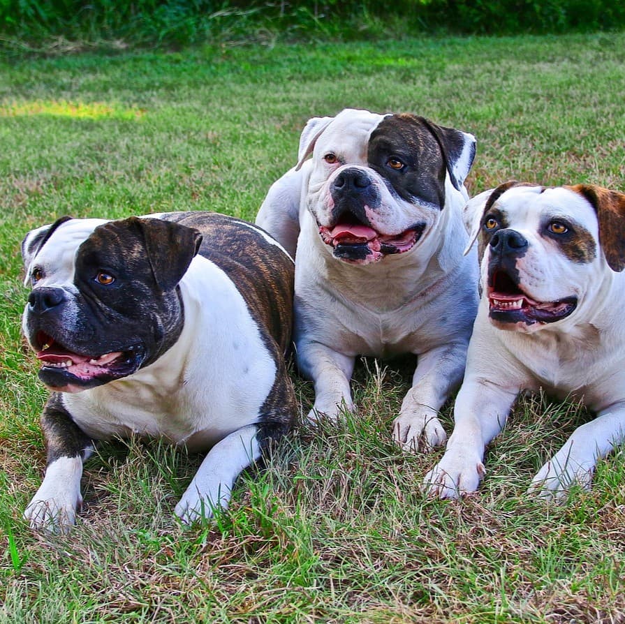 American Bulldog - Photo 2