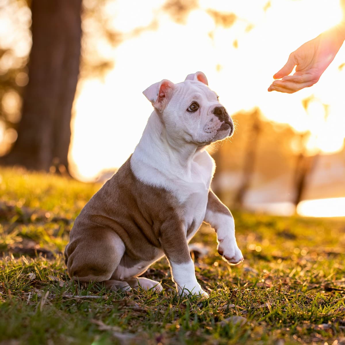 American Bulldog - Photo 3