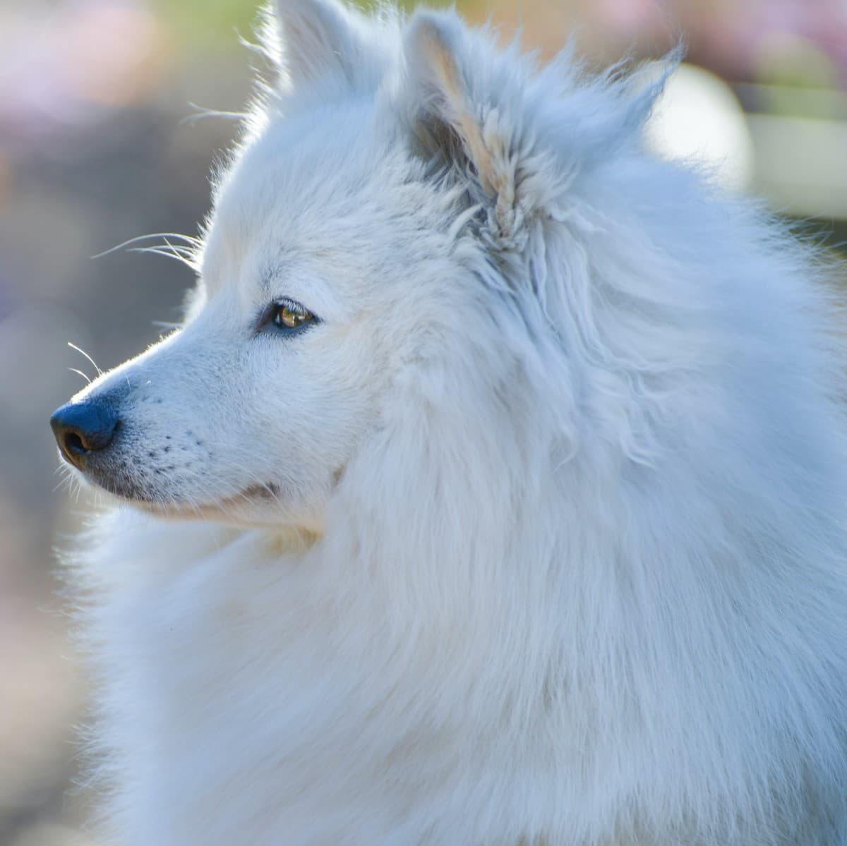 American Eskimo Dog