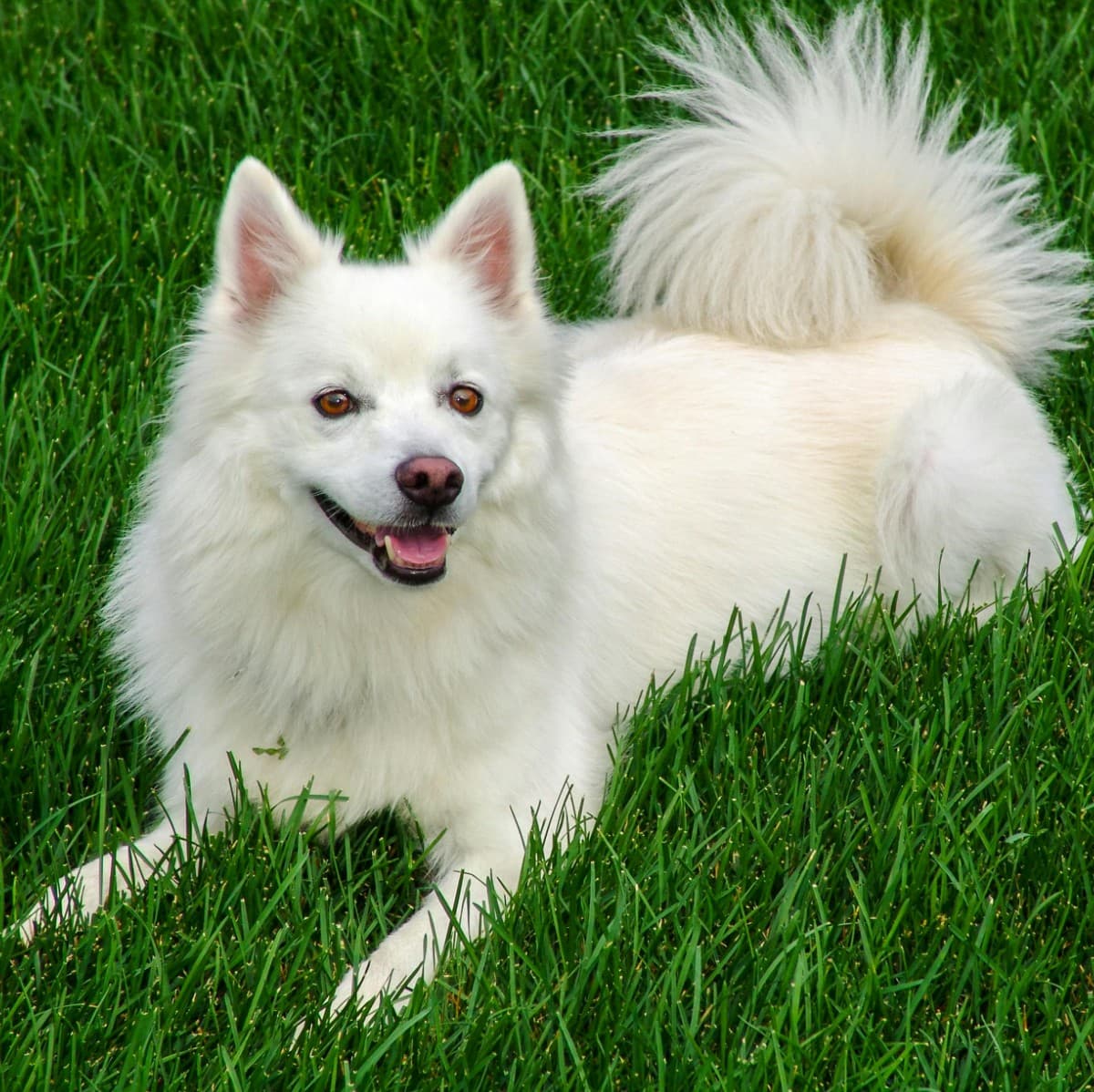 American Eskimo Dog - Photo 2