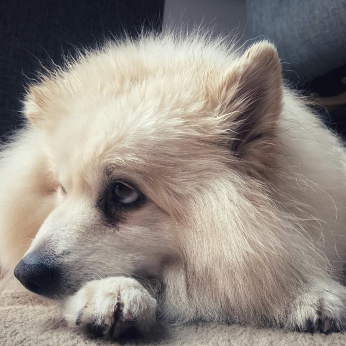 American Eskimo Dog - Photo 3