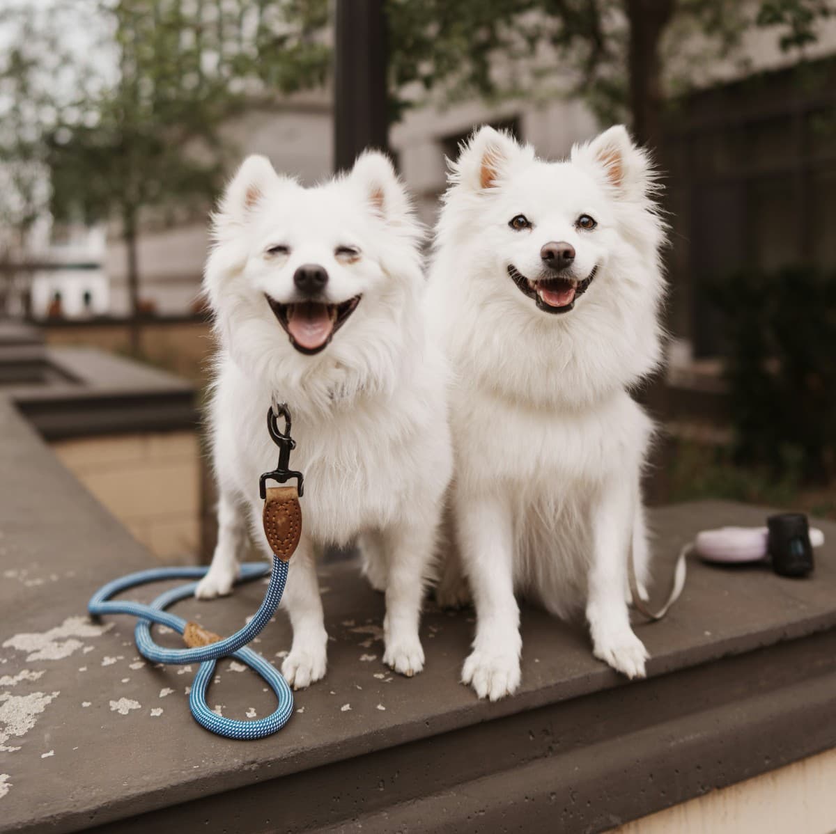 American Eskimo Dog - Photo 4