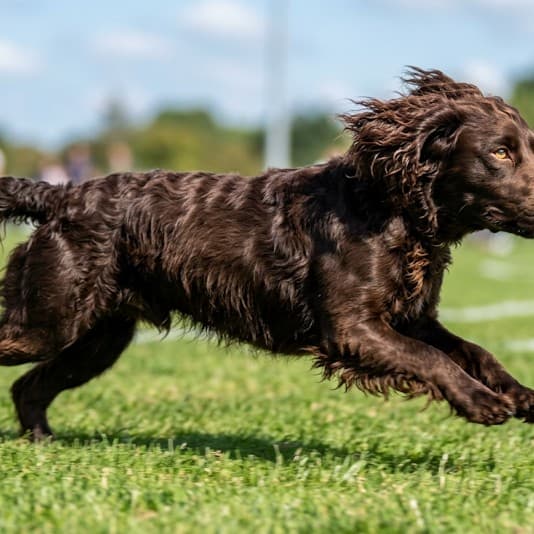 Boykin Spaniel - Photo 2