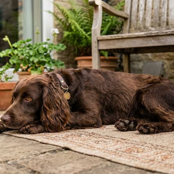 Boykin Spaniel - Photo 3