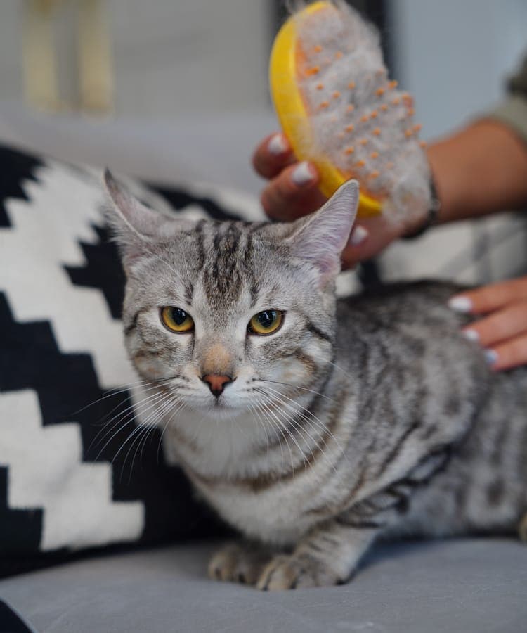 A tabby cat being brushed on the sofa