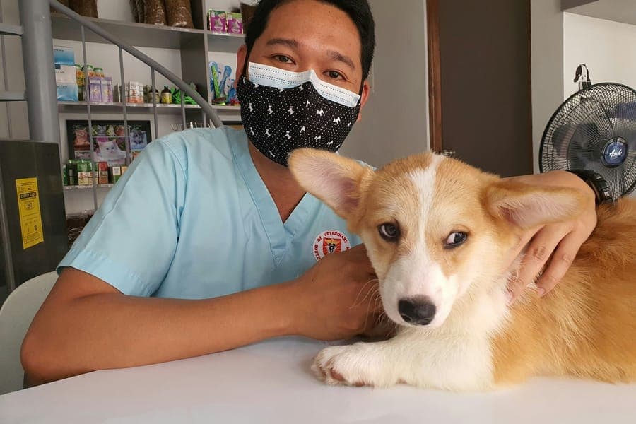 A veterinarian with a corgi puppy at the clinic