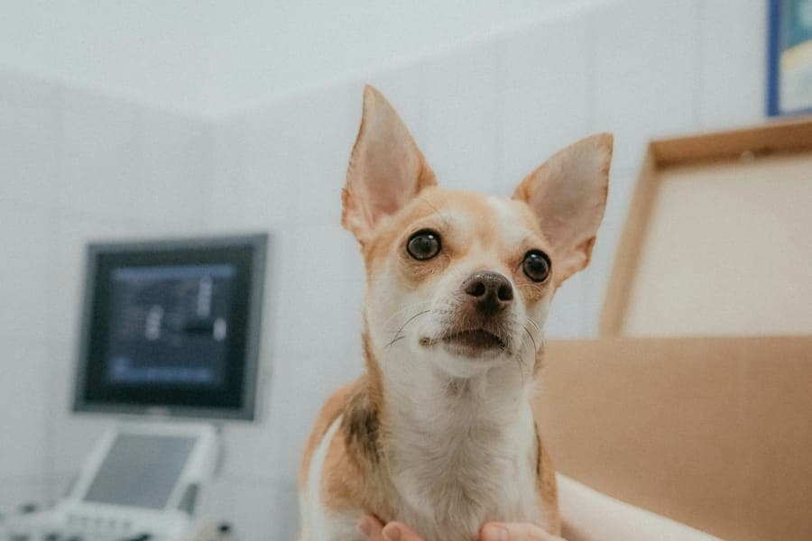 A chihuahua on a vet exam table being held gently