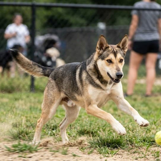 Canaan Dog - Photo 2
