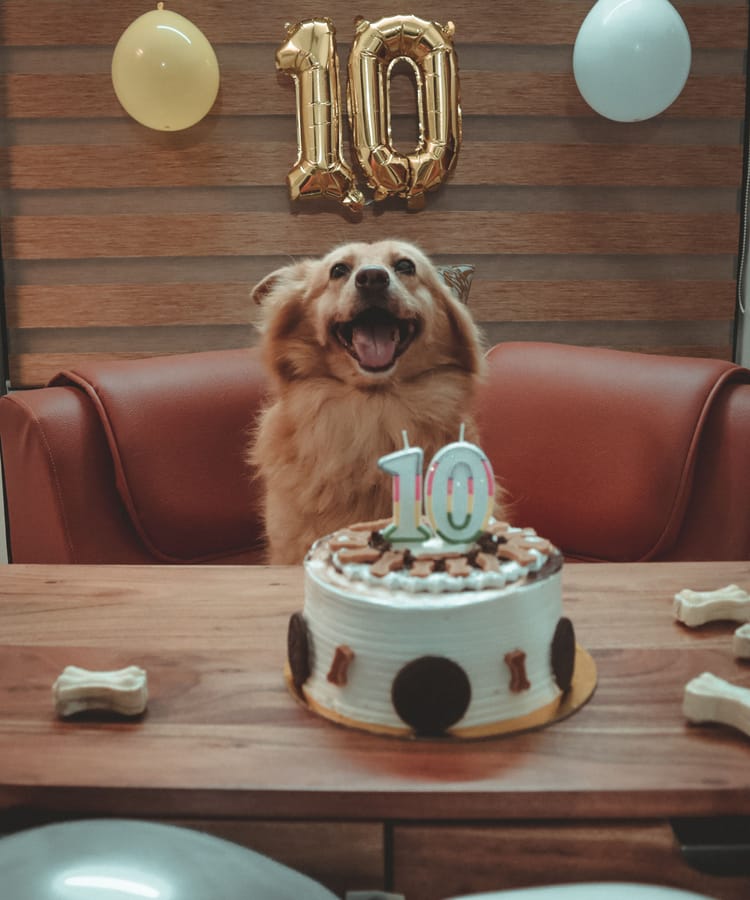 A dog grinning behind a birthday cake and balloons