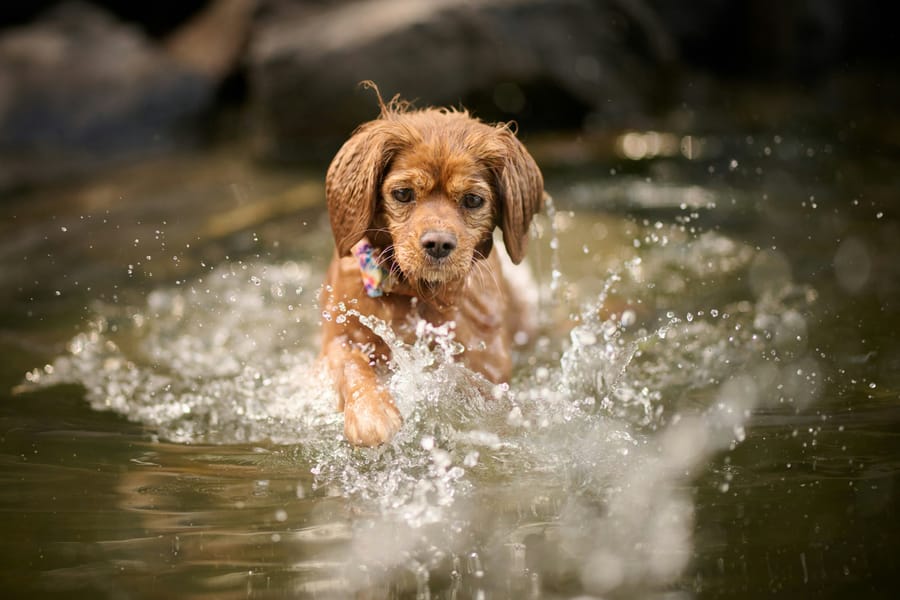 A puppy splashing through water on its first swim