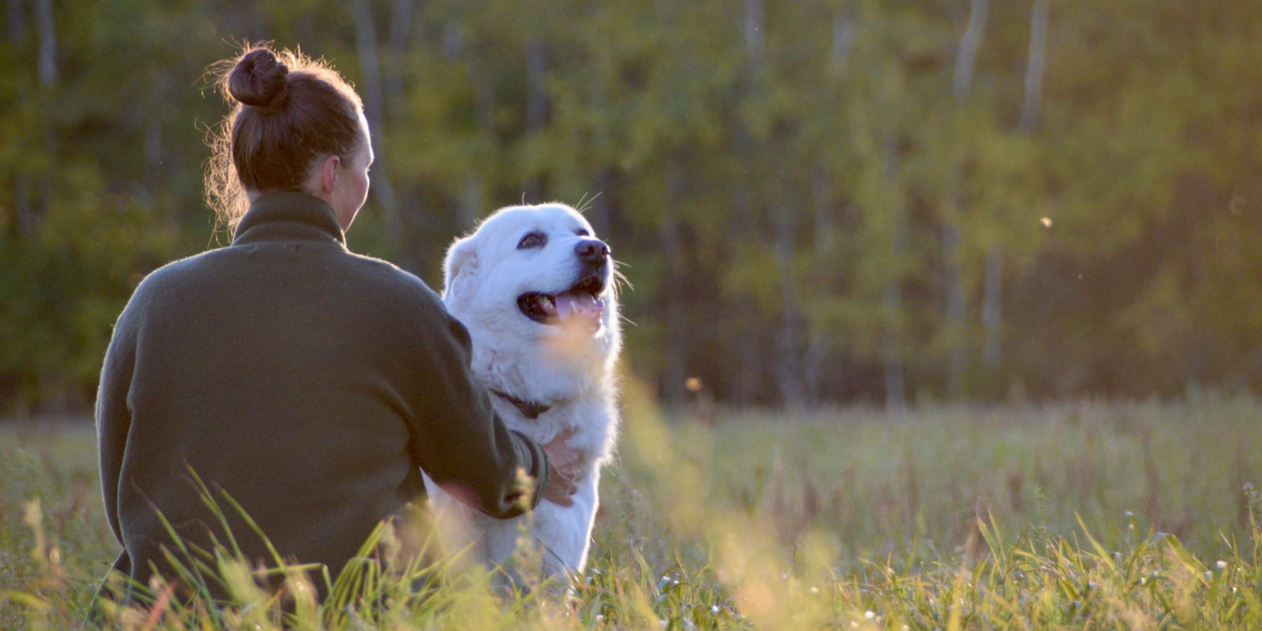 A woman sitting in a sunlit field with her white dog at golden hour