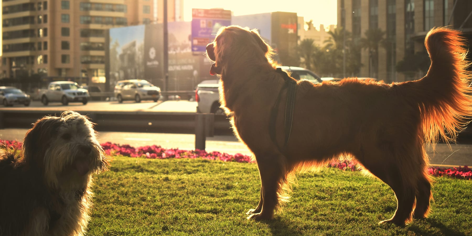 Two dogs meeting in a city park at golden hour