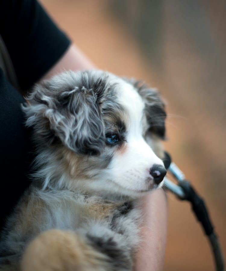 A puppy being carried in its owner's arms on its first day home