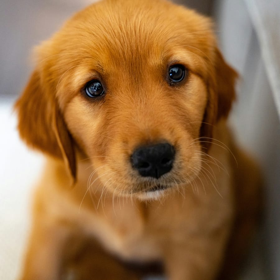 A golden retriever puppy looking up at the camera