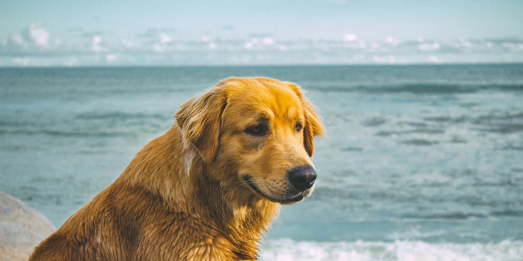 A calm senior golden retriever sitting by the ocean
