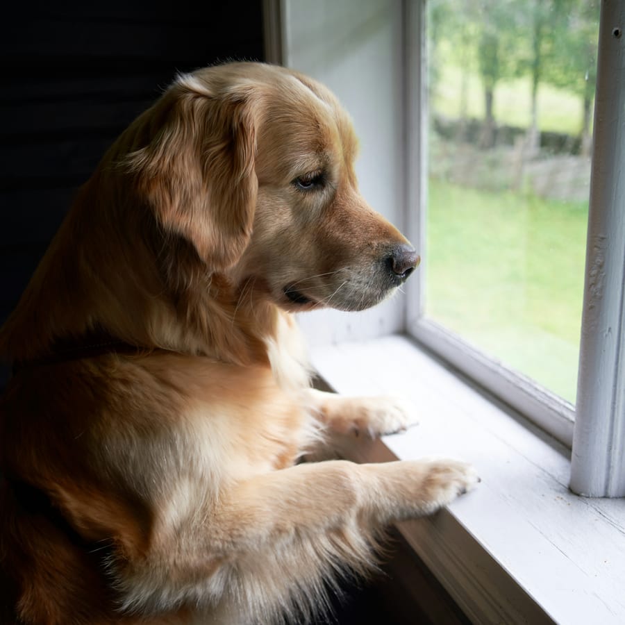 A senior golden retriever resting in the light of a window