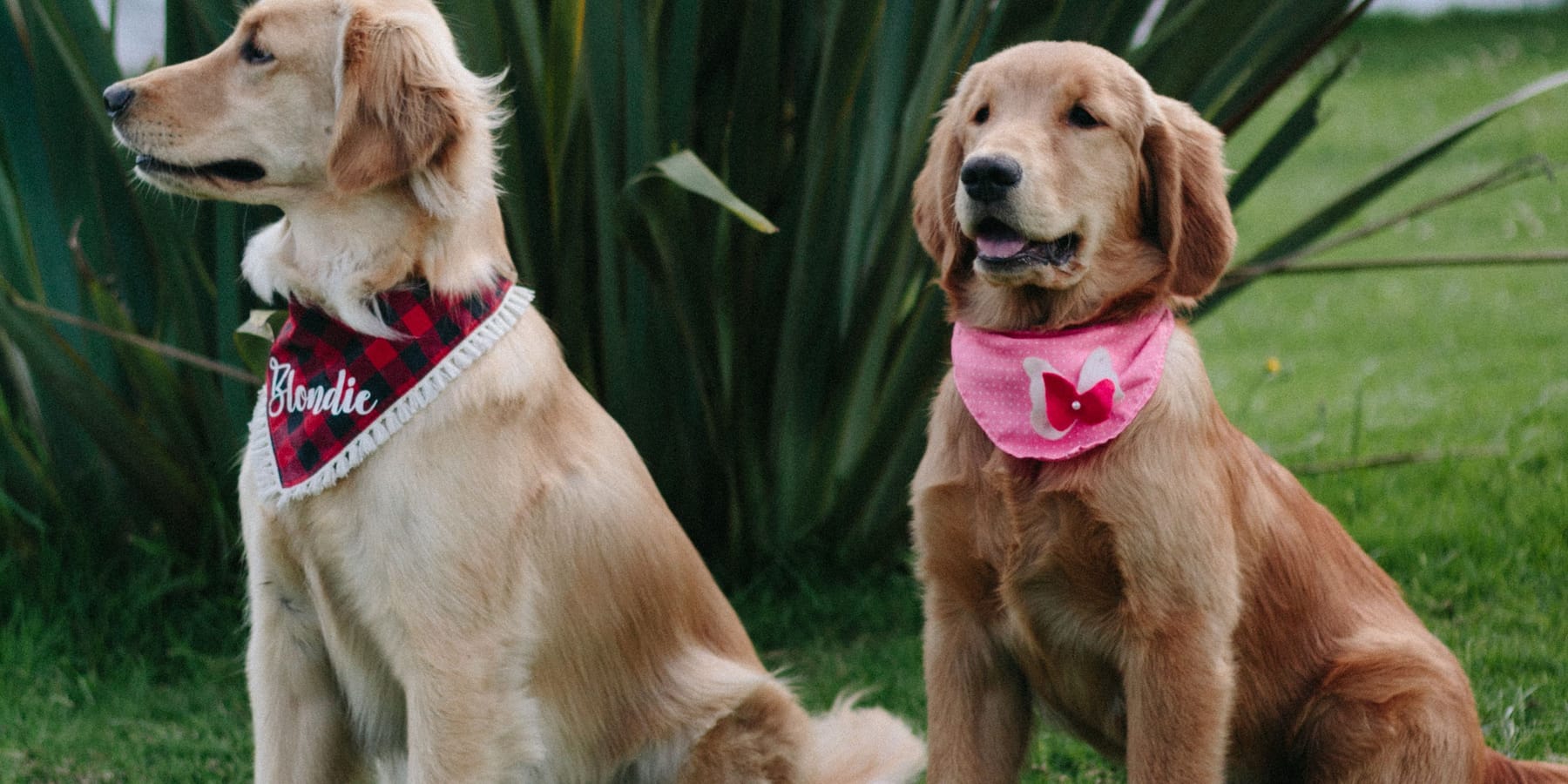 Two golden retrievers in bandanas sitting together in a garden